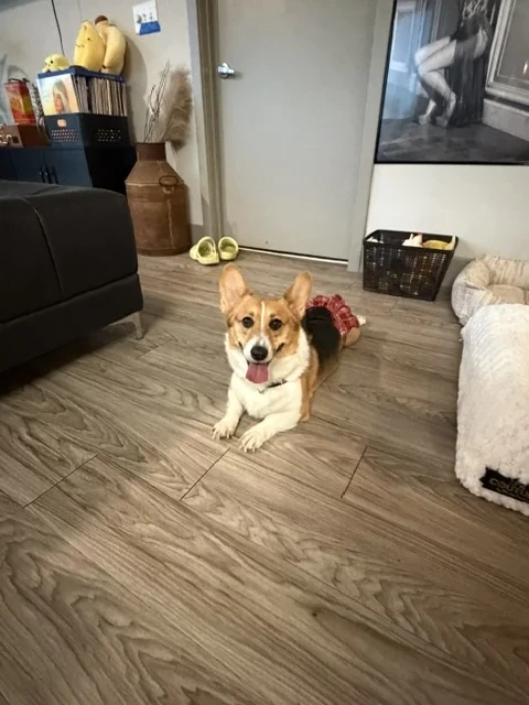 A dog settled in for a Pup Kulture Social overnight stay