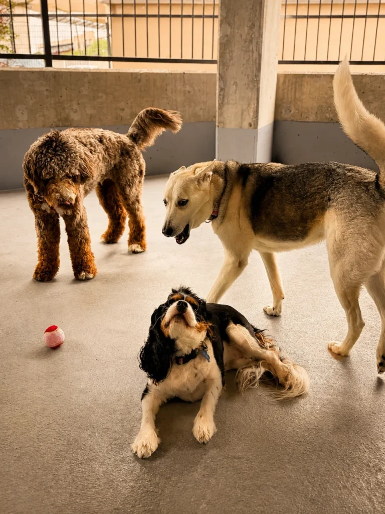 Dogs playing together at Pup Kulture Social daycare in Dallas