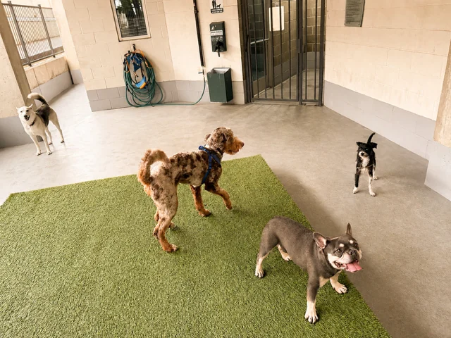 Dogs playing together at Pup Kulture Social daycare in Dallas