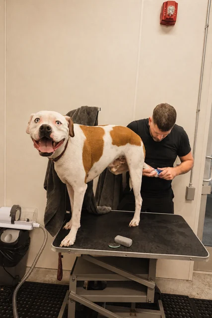 A freshly groomed dog at Pup Kulture Social