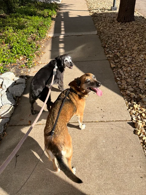 A Pup Kulture Social neighbourhood dog walk in Dallas