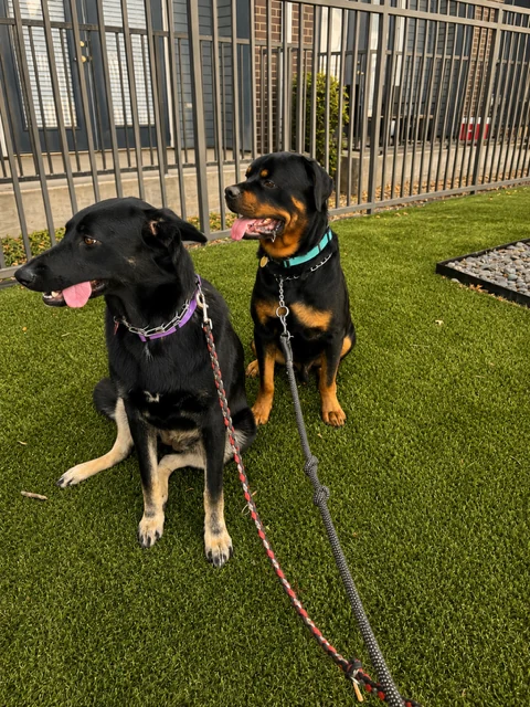 A Pup Kulture Social neighbourhood dog walk in Dallas